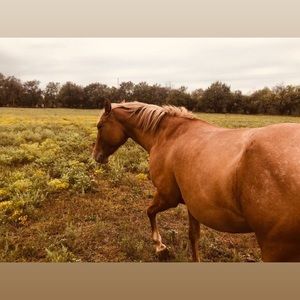 Meet your Posher, Cheyenne